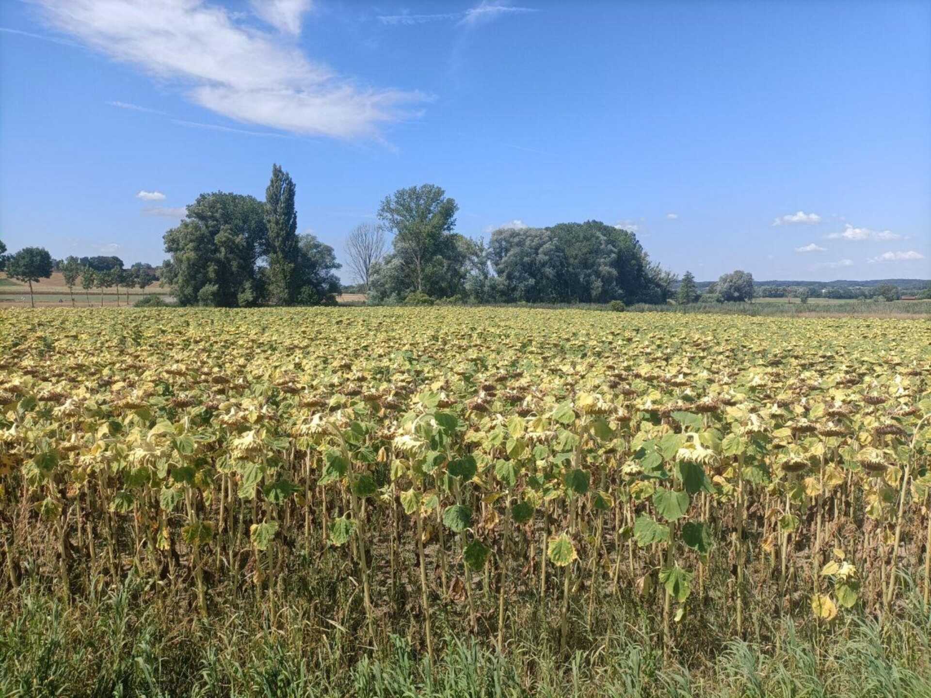 Traurige Sonnenblumen
